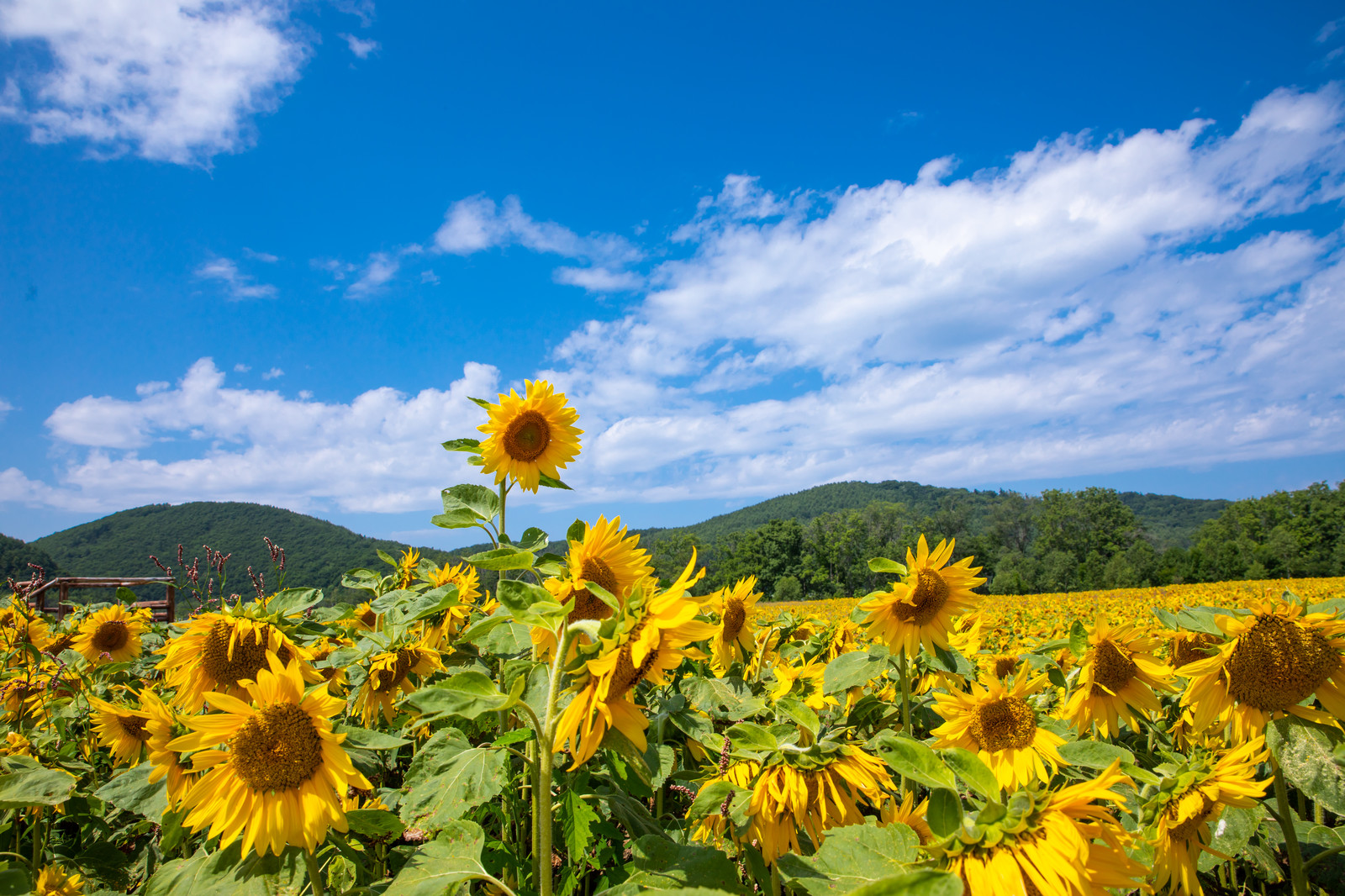 护士可以报考执业药师证吗