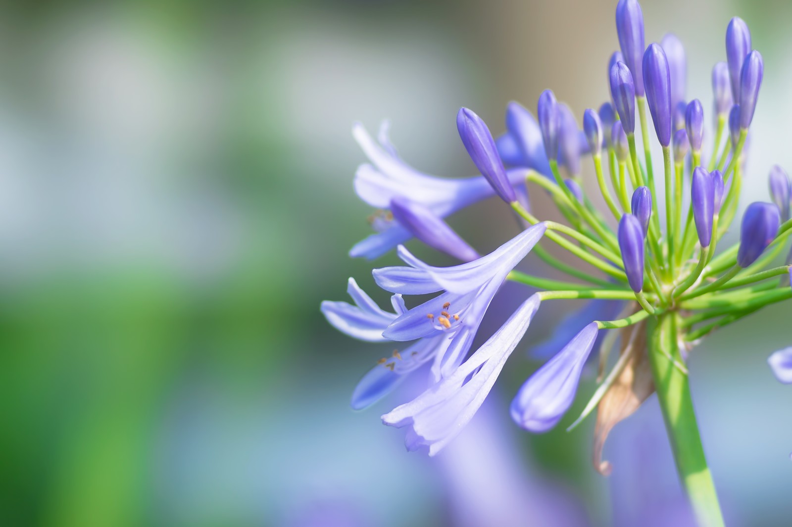 成考大专可以报考一建吗