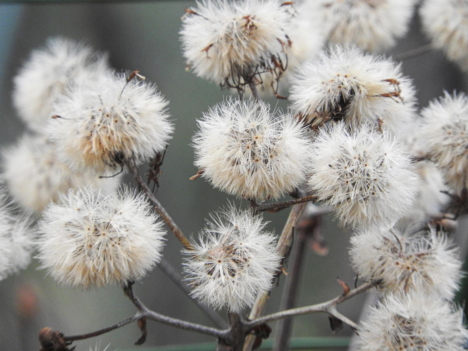 注册咨询师报考条件和免考条件