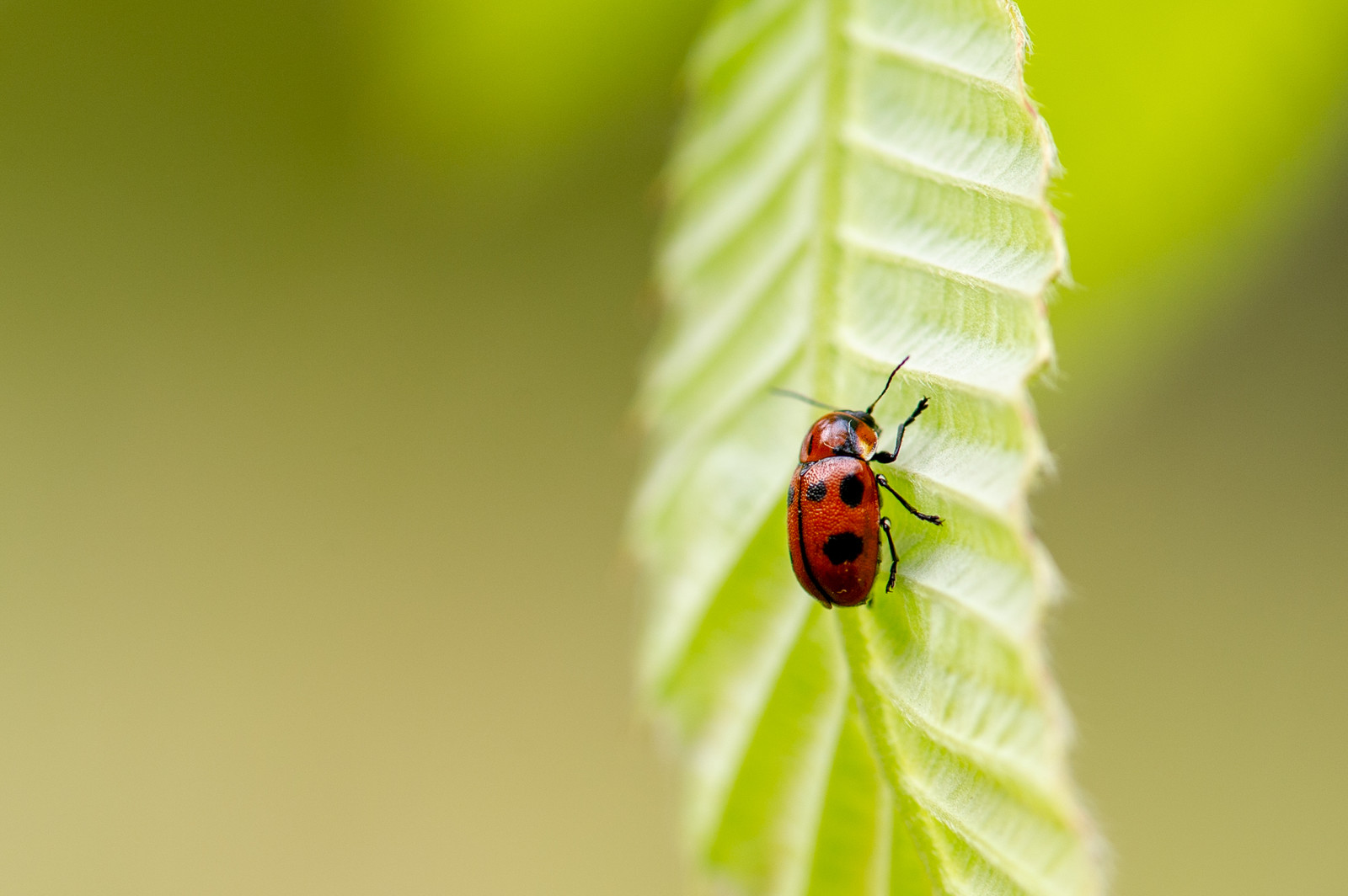 监理工程师考试报名时间