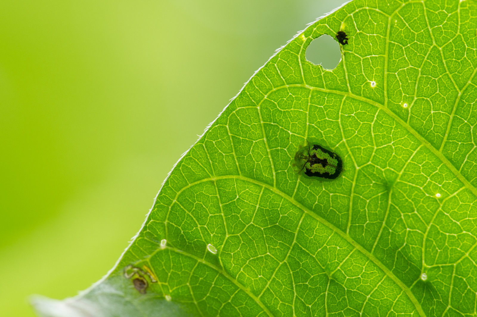 2023年监理工程师考试题型
