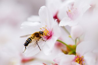 炸鸡店炸鸡小吃培训