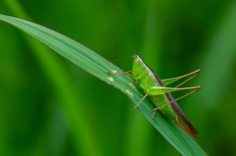厨师、特色小吃培训 酱香饼手抓饼培训