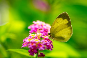 厨师、烹调师、特色小吃培训 臭豆腐小吃技术培训